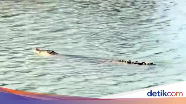 Buaya Racun Tewas di Sungai Mandar, Warga Polman Ungkap Cara Membunuhnya